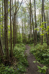 Fototapeta premium path in the forest spring