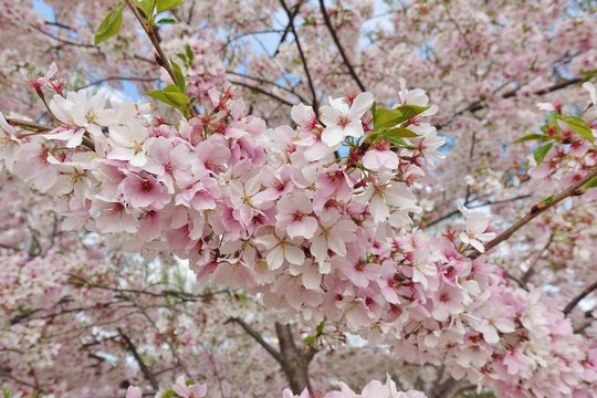 Pink and white blossoms of a sakura cherry prunus tree