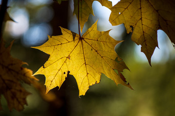 colorful tree leaves in sunny autumn in nature