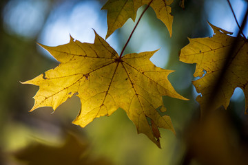 colorful tree leaves in sunny autumn in nature