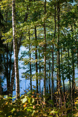 Fototapeta premium colorful tree leaves in sunny autumn in nature