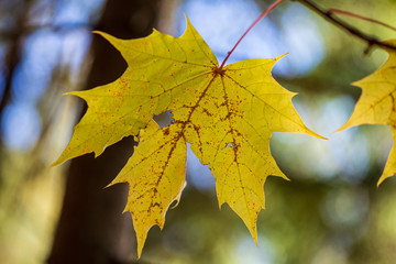 colorful tree leaves in sunny autumn in nature