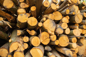pile of wood 3