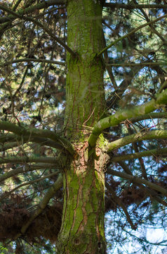 Pinus parviflora 'Tempelhof' (Japanese White Pine) trunk with branches.
