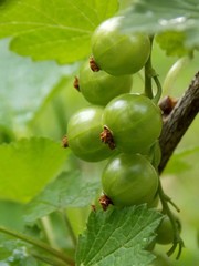 small green currants in the spring