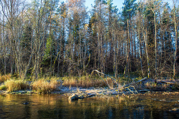 scenic river view landscape of forest rocky stream with trees on the shores