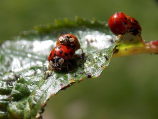 lots of ladybug on leaf and aphids