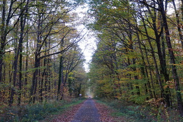 chemin bitumé dans la Forêt Domaniale de Vouillé-Saint-Hilaire