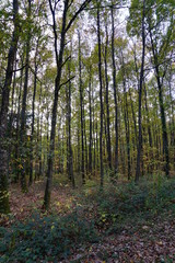 Forêt Domaniale de Vouillé-Saint-Hilaire
