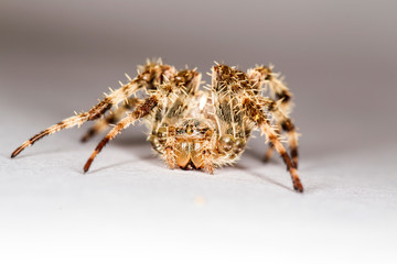 Spider macro photo. Detail photo. Nature background. 