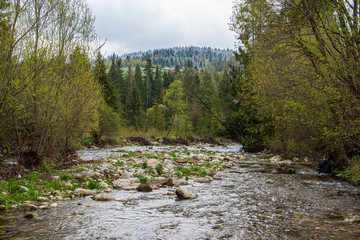 scenic river view landscape of forest rocky stream with trees on the shores