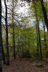 Forêt Domaniale de Vouillé-Saint-Hilaire