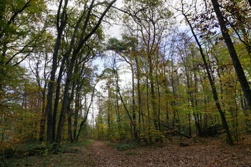 l'automne dans la Forêt Domaniale de Vouillé-Saint-Hilaire