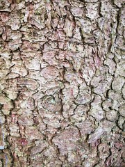 Bark