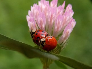 Ladybug on a flower clover