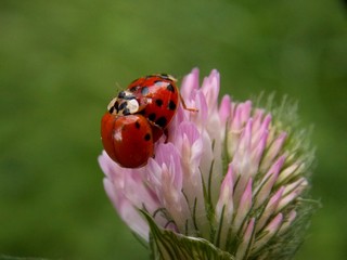 Ladybug on a flower clover