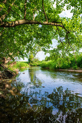 scenic river view landscape of forest rocky stream with trees on the shores