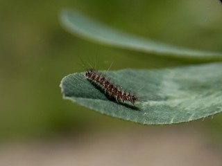 A little caterpillar on the list