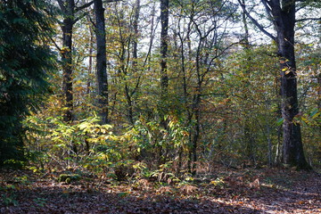 Forêt Domaniale de Vouillé-Saint-Hilaire à l'automne