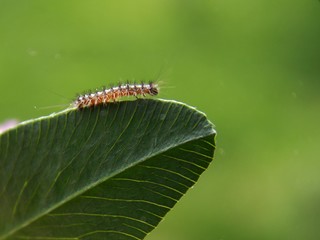 A little caterpillar on the list
