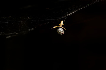 Hunting spider. Spider wrapping its prey in silk. Dark nature background. Hunt: common housefly.