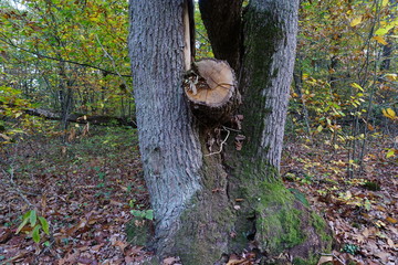 arbres dans la Forêt Domaniale de Vouillé-Saint-Hilaire