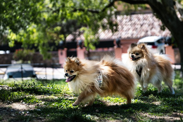 Pomeranian spitz playing in park