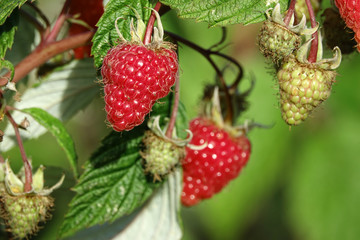 framboises