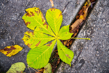 colorful tree leaves in sunny autumn in nature