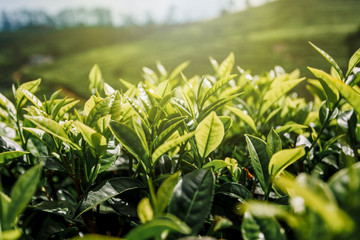 Obraz na płótnie Canvas Tea plantation close-up. Green, fresh, tea leaves growing on the plantation, in the sun. Fields in Nuwara Eliya, Sri Lanka. Photo bottom.