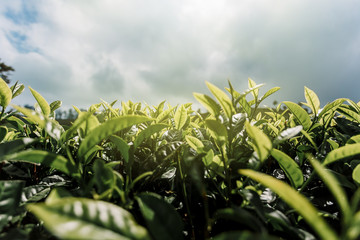Tea plantation close-up. Green, fresh, tea leaves growing on the plantation, in the sun. Fields in Nuwara Eliya, Sri Lanka. Photo bottom.
