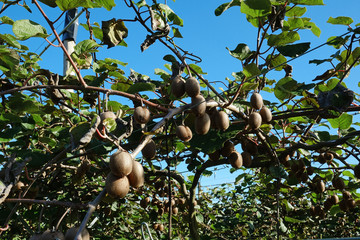 kiwis dans son arbre