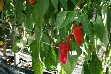 Plan de piments