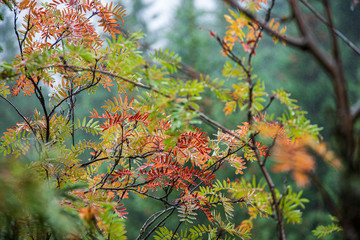 colorful tree leaves in sunny autumn in nature