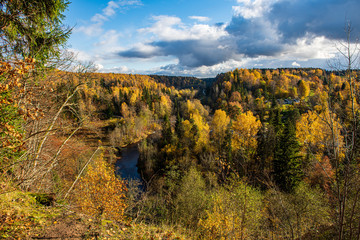 colorful tree leaves in sunny autumn in nature
