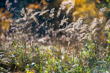 colorful tree leaves in sunny autumn in nature