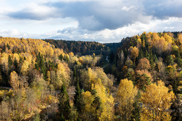 colorful tree leaves in sunny autumn in nature