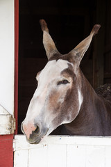 Mule Head In Barn Doorway