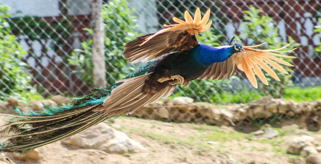Colorful peacock flying in a village  © ionkovata