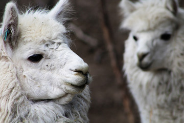 Obraz premium Couple of lamas staying one next to the other 