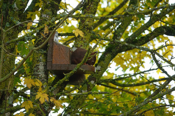 Ecureuil sur son mangeoire