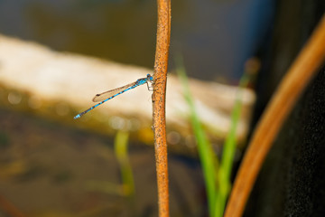 damselfly