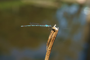 damselfly
