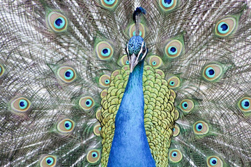 Obraz premium Peacock in whole his beauteous 
