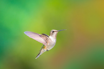 Fototapeta na wymiar Ruby Throated Hummingbird in flight