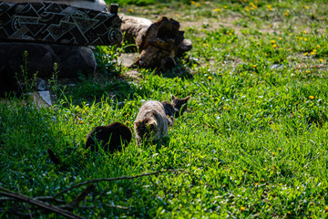 small kittens playing in green grass. summer