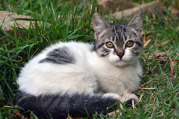 Naklejka na ściany i meble cute litle kitten lying on the grass looking