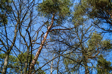 fresh green forest in spring with trees