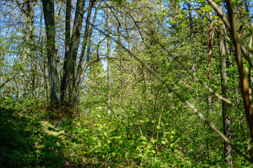fresh green forest in spring with trees