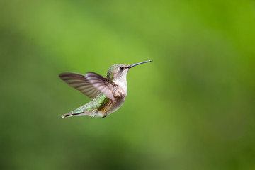 Fototapeta na wymiar Ruby Throated Hummingbird in flght